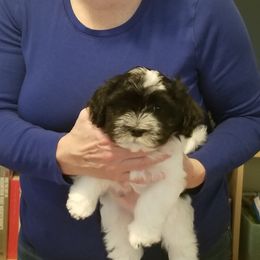 Boy 1 - White Havanese puppy in North Plains, Oregon from Shadybrook Havanese