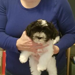Boy 1 - White Havanese puppy in North Plains, Oregon from Shadybrook Havanese