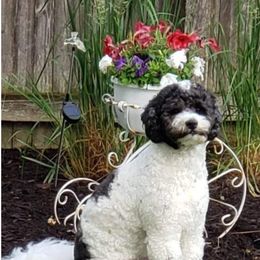 Aussiedoodle, Bernedoodle, and Poodle All Grown Up from Awesome Paws
