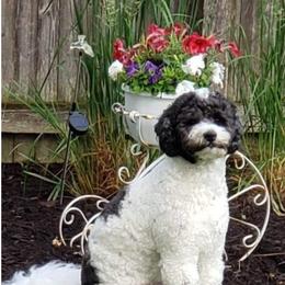 Aussiedoodle, Bernedoodle, and Poodle All Grown Up from Awesome Paws