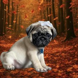 Pug Puppies from Lisa's Pugalicious Pugs