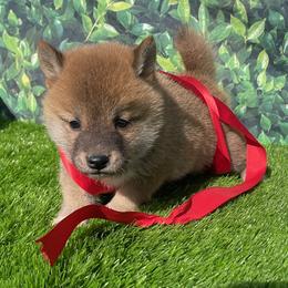 Dachshund, Miniature Australian Shepherd, and Shiba Inu Puppies from Elite Puppies of Oklahoma