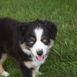 Girl 3 - Black tri-color female Australian Shepherd puppy in Nebraska from Our Barn Aussies