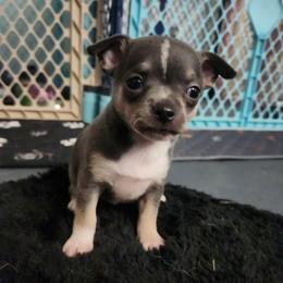 April - Blue and tan female Chihuahua puppy in Ashtabula, Ohio from Paw's & Awe's Chihuahuas