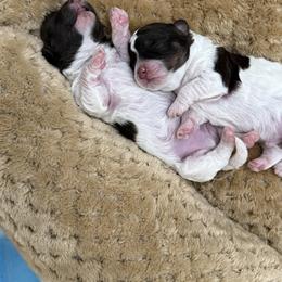 Havanese and Havapoo Puppies from Happytailspuppies