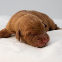 Jasmine Yellow - Dark golden female Golden Retriever puppy in Lafayette, Alabama from Elm Hollow Golden Retrievers