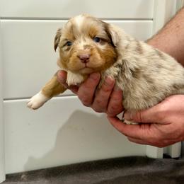 Thelma - Red merle female Australian Shepherd puppy in Collinston, Utah from Corbridge Aussies