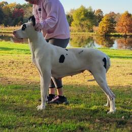 Miami - Great Dane