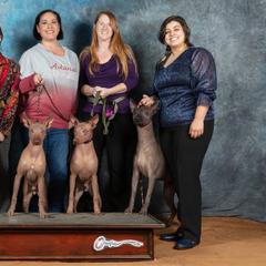Xoloitzcuintli from Junkyard Xolos