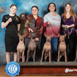Xoloitzcuintli from Junkyard Xolos
