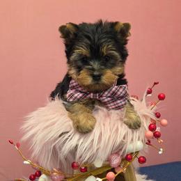 Roamie - Blue and gold male Yorkshire Terrier puppy in Monticello, Iowa from Ashley’s Puppies