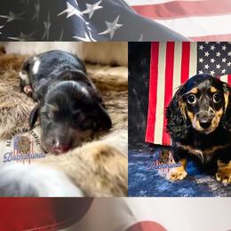 Dachshund Puppies from Always Faithful Dachshunds