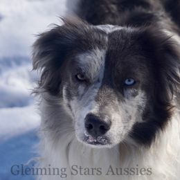 Australian Shepherds and Miniature Australian Shepherds from Gleiming Stars Aussie