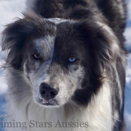Australian Shepherds and Miniature Australian Shepherds from Gleiming Stars Aussie