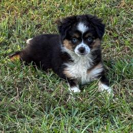 Blueberry (bb) - Black tri female Toy Australian Shepherd puppy in Blacksburg, South Carolina from Rustic Rose Toy Australian Shepherds