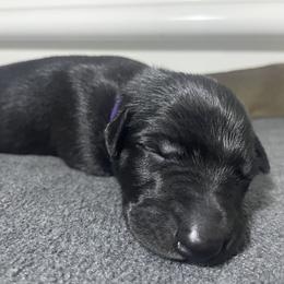 Black velvet - Black female Greyhound puppy in Cedar Glen, California from Hook Creek Farms