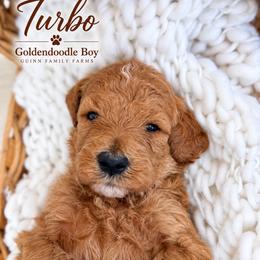 Turbo - male Goldendoodle puppy in Grove, Oklahoma from Guinn Family Farms