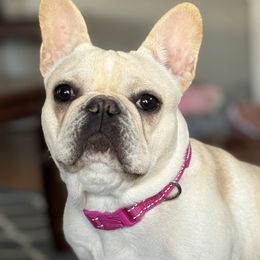 Penny - French Bulldog