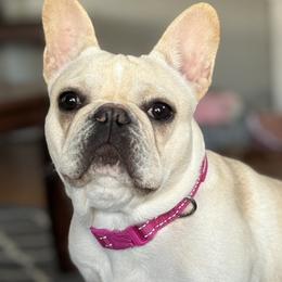 Penny - French Bulldog