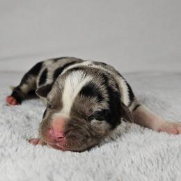 Peacemaker - Blue merle female Catahoula Leopard Dog puppy in Doerun, Georgia from Twig & Tail Puppies