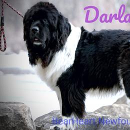 Darla - Newfoundland