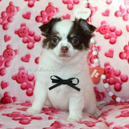 Justin - Chocolate and white male Chihuahua puppy in Wakarusa, Indiana from My Fuzzy Chihuahuas