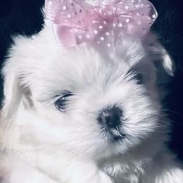 Maltese and Yorkshire Terrier Puppies from Lydia's Maltese and Yorkshire Terriers