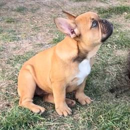 Snickers the Red Fawn - Fawn female French Bulldog puppy in Temple, Texas from Teak’s Texas Frenchie’s