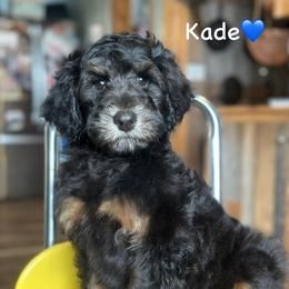 Kade Sonnier - Black phantom male Aussiedoodle puppy in Lancaster, Minnesota from Finney Ranch