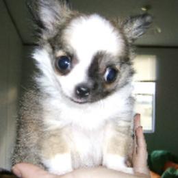 Chihuahua Puppies from Keljim's Chihuahuas