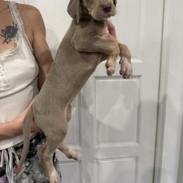 Myrtle Wilson - Silver female Great Dane puppy in Florida from Beachside Kennels