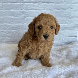 Jack (AKC) - Red  male Poodle puppy in Riverside, California from Red Toy Poodle World