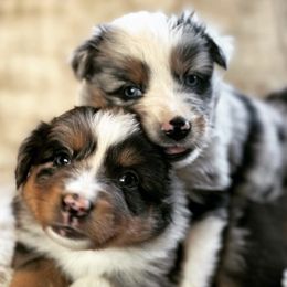 Australian Shepherds from Mountain Pioneer Aussies