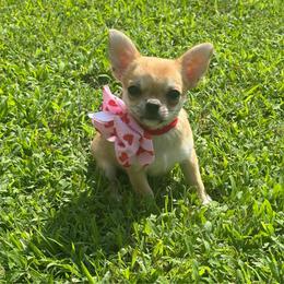 Tessa - Chocolate sabled fawn female Chihuahua puppy in Gloucester, Virginia from Charlotte's Web of Chihuahuas