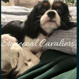 Cavalier King Charles Spaniel Puppies from Stonecoal Cavaliers