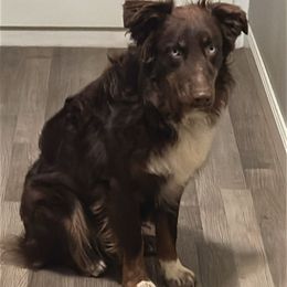 Whiskey - Australian Shepherd