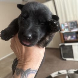 Boy 4 - Bi-color male German Shepherd puppy in Surprise, Arizona from Vom Wustefeuer German Shepherds