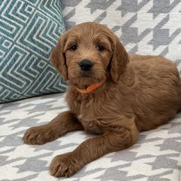 Bernedoodle and Goldendoodle Puppies from Ruby's Doodles