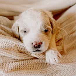 Goldendoodle Puppies from Okie Doodle Grove