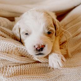 Goldendoodle Puppies from Okie Doodle Grove
