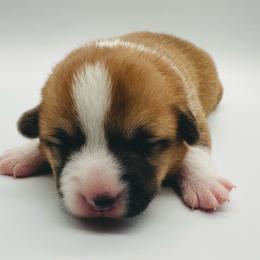 Chandler - Red male Pembroke Welsh Corgi puppy in Aumsville, Oregon from West Coast Corgi