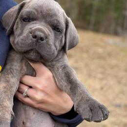 Black - Gray brindle male Cane Corso puppy in Opelousas, Louisiana from Azelees Cane Corso