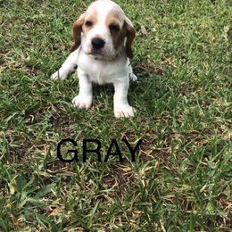 Gray - Lemon and white female Basset Hound puppy in Valley, Alabama from Beverly's Bassets