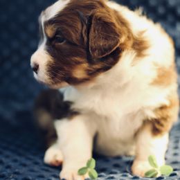 Australian Shepherd Puppies from Cloverdale Australian Shepherds