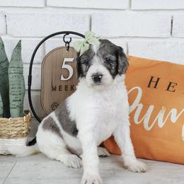 Dolly - Merle female Labradoodle puppy in Bryantown, Maryland from Doodles on Duty