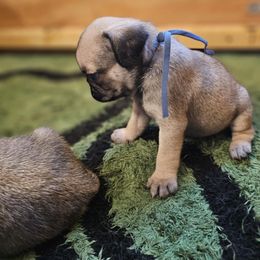 Blue - Fawn male Pug puppy in Tallapoosa, Georgia from West Georgia Pugs