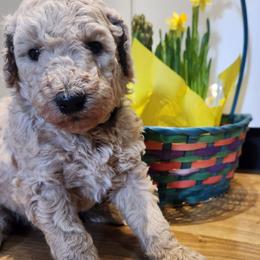 Green collar (Leo) - Cream male Poodle puppy in Stephentown, New York from Creme de la Poodle, standard poodles