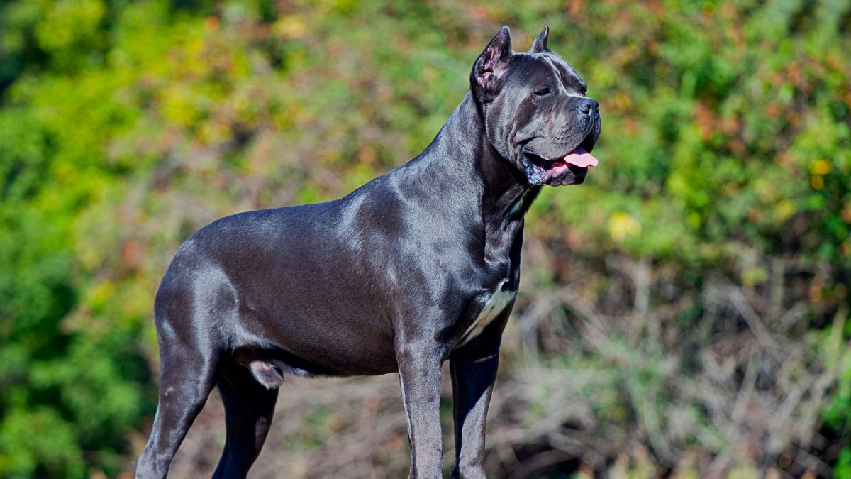 Cane Corso