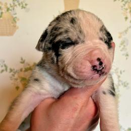 Boy 1 - male Alapaha Blue Blood Bulldog puppy in Grafton, Ohio from Eclipse Alapaha Kennels