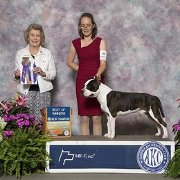 Zodiac - Black American Staffordshire Terrier puppy in Powhatan, Virginia from Ohana Amstaffs and Aussies